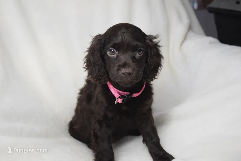 Rosey – Boykin Spaniel puppy for sale in Jacksonville, GA