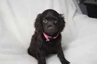 Rosey, a female Boykin Spaniel for sale in Jacksonville, GA – 1 of 6