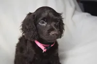 Rosey, a female Boykin Spaniel for sale in Jacksonville, GA – 4 of 6
