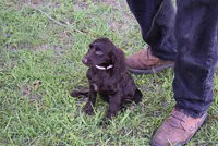 Mystery, a female Boykin Spaniel for sale in Jacksonville, GA – 2 of 9