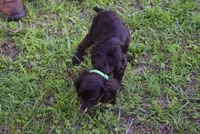 Hunter, a male Boykin Spaniel for sale in Jacksonville, GA – 10 of 10