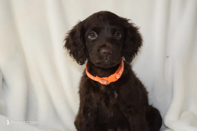 Tango – Boykin Spaniel puppy for sale in Jacksonville, GA