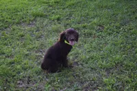 Camo, a male Boykin Spaniel for sale in Jacksonville, GA – 4 of 9