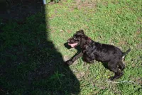 Jack, a male Boykin Spaniel for sale in Jacksonville, GA – 5 of 8