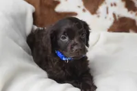 Wrangler, a male Boykin Spaniel for sale in Jacksonville, GA – 5 of 7