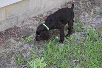 Hunter, a male Boykin Spaniel for sale in Jacksonville, GA – 7 of 10