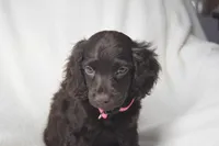 Rosey, a female Boykin Spaniel for sale in Jacksonville, GA – 6 of 6