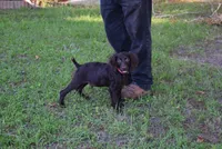 Jack, a male Boykin Spaniel for sale in Jacksonville, GA – 7 of 8
