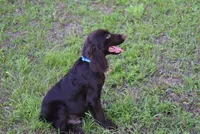 BoJangles, a male Boykin Spaniel for sale in Jacksonville, GA – 2 of 7