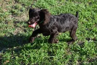 Hunter, a male Boykin Spaniel for sale in Jacksonville, GA – 6 of 10