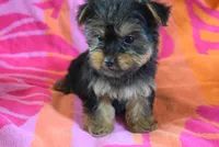 DALLAS, a female Miniature Schnauzer and Yorkshire Terrier for sale in Jacksonville, GA – 4 of 6