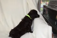 Dixie Morgan, a female Boykin Spaniel for sale in Jacksonville, GA – 6 of 7
