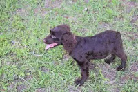 Mystery, a female Boykin Spaniel for sale in Jacksonville, GA – 5 of 9