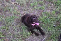 BUCKSHOT, a male Boykin Spaniel for sale in Jacksonville, GA – 7 of 9