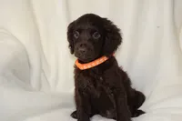 Tango, a female Boykin Spaniel for sale in Jacksonville, GA – 4 of 6