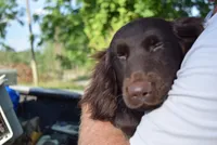 Jack, a male Boykin Spaniel for sale in Jacksonville, GA – 4 of 8