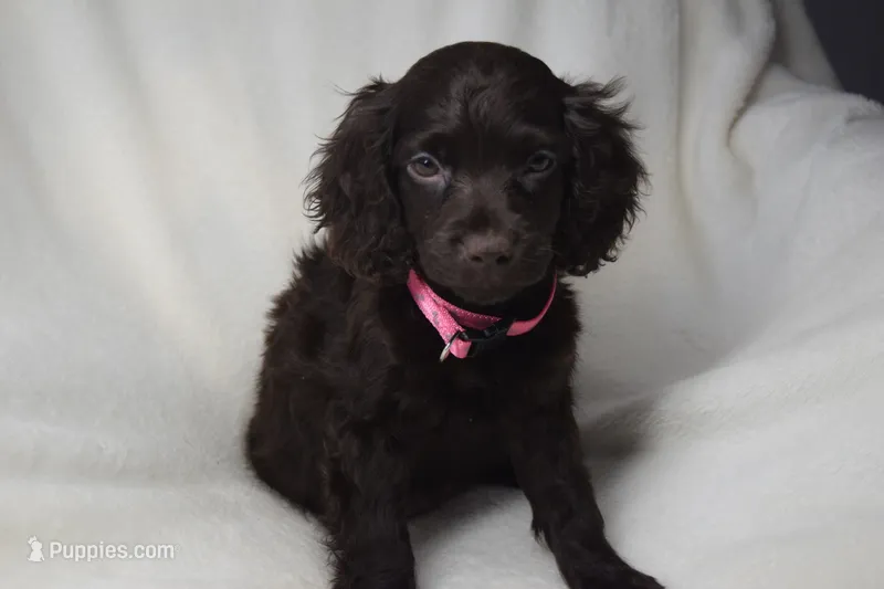 Rosey – Boykin Spaniel puppy for sale in Jacksonville, GA