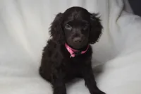 Rosey, a female Boykin Spaniel for sale in Jacksonville, GA – 3 of 6