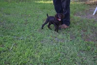 Jack, a male Boykin Spaniel for sale in Jacksonville, GA – 6 of 8