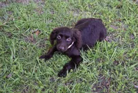 Mystery, a female Boykin Spaniel for sale in Jacksonville, GA – 6 of 9