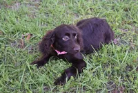Mystery, a female Boykin Spaniel for sale in Jacksonville, GA – 9 of 9