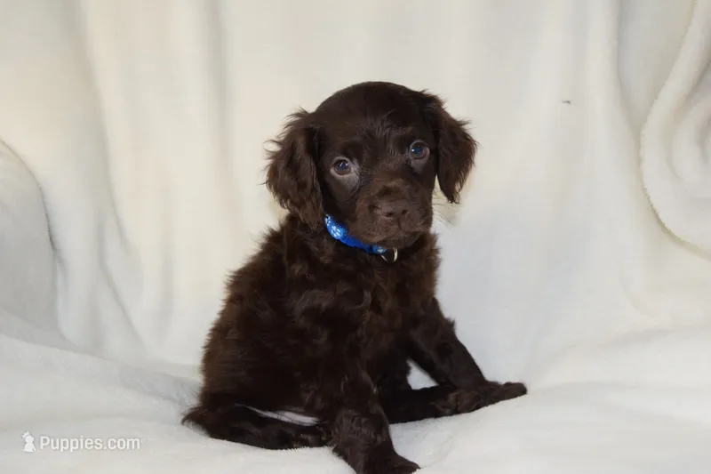 Wrangler – Boykin Spaniel puppy for sale in Jacksonville, GA