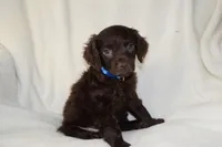 Wrangler, a male Boykin Spaniel for sale in Jacksonville, GA – 2 of 7
