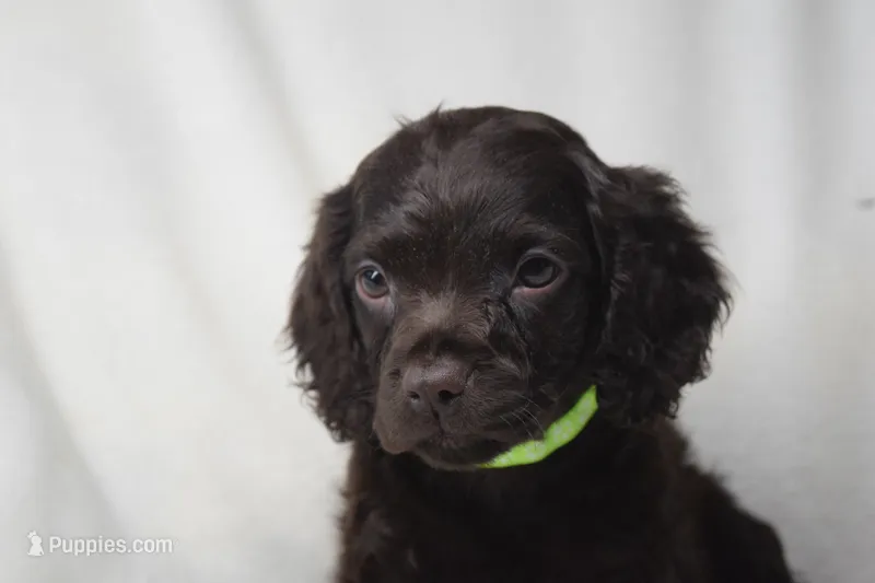 Dixie Morgan – Boykin Spaniel puppy for sale in Jacksonville, GA