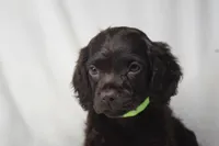 Dixie Morgan, a female Boykin Spaniel for sale in Jacksonville, GA – 2 of 7