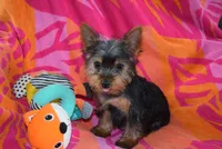ROSE, a female Yorkshire Terrier for sale in Jacksonville, GA – 6 of 6