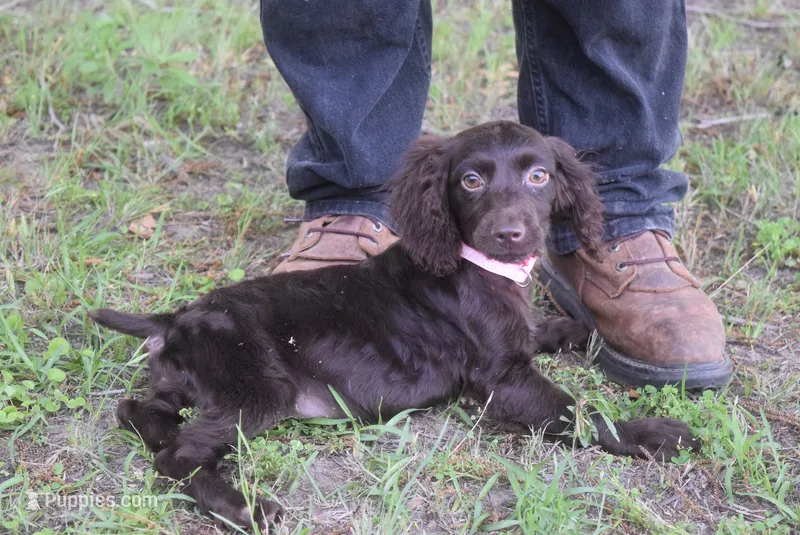 BUCKSHOT – Boykin Spaniel puppy for sale in Jacksonville, GA