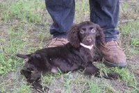 BUCKSHOT, a male Boykin Spaniel for sale in Jacksonville, GA – 1 of 9
