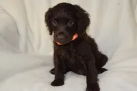 Tango, a female Boykin Spaniel for sale in Jacksonville, GA – 5 of 6