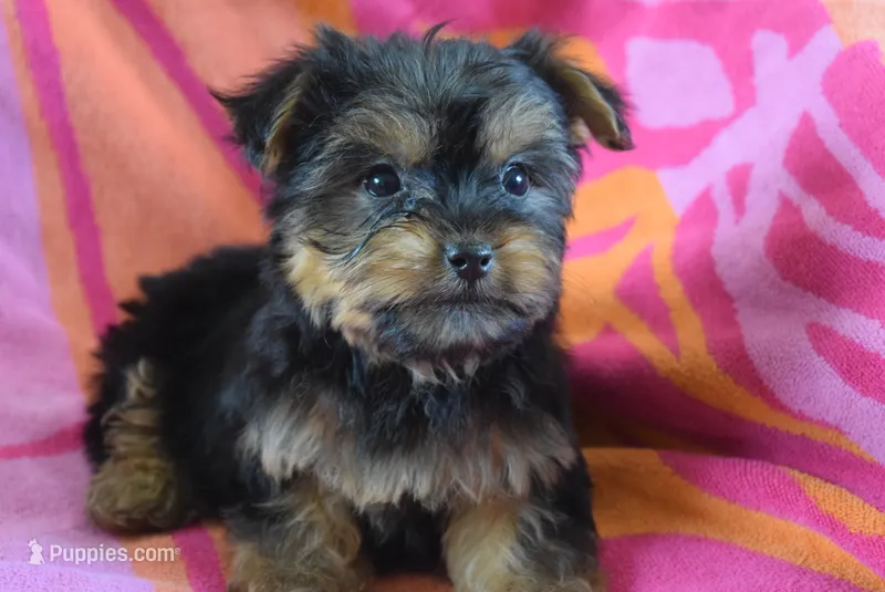 DALLAS – Miniature Schnauzer, Yorkshire Terrier puppy for sale in Jacksonville, GA