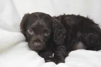 Dixie Morgan, a female Boykin Spaniel for sale in Jacksonville, GA – 7 of 7
