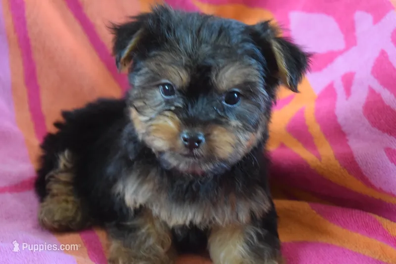 DALLAS – Miniature Schnauzer, Yorkshire Terrier puppy for sale in Jacksonville, GA