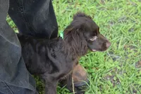 Hunter, a male Boykin Spaniel for sale in Jacksonville, GA – 5 of 10