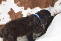 Wrangler, a male Boykin Spaniel for sale in Jacksonville, GA – 4 of 7