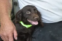Camo, a male Boykin Spaniel for sale in Jacksonville, GA – 3 of 9