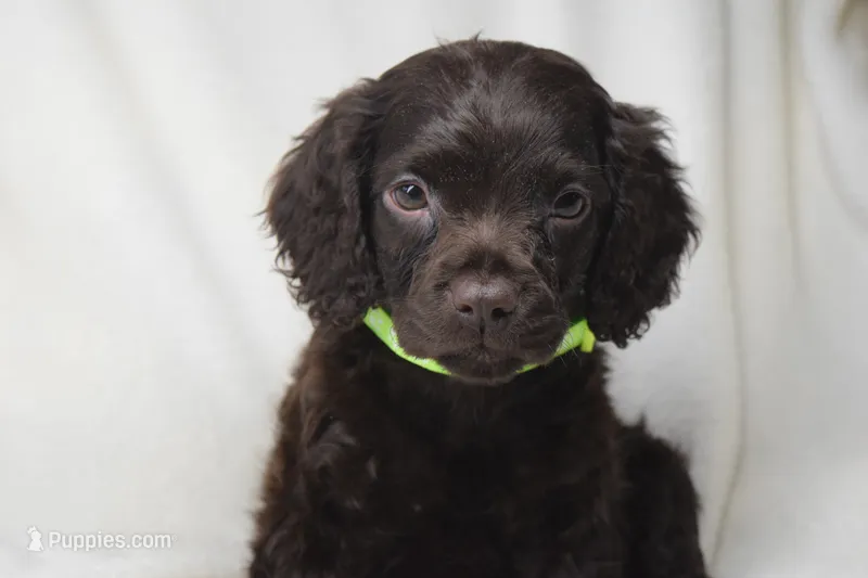 Dixie Morgan – Boykin Spaniel puppy for sale in Jacksonville, GA