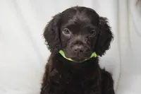 Dixie Morgan, a female Boykin Spaniel for sale in Jacksonville, GA – 1 of 7
