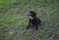 Camo, a male Boykin Spaniel for sale in Jacksonville, GA – 5 of 9