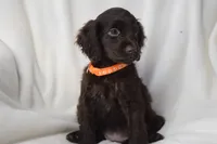 Tango, a female Boykin Spaniel for sale in Jacksonville, GA – 2 of 6