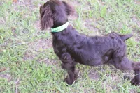Hunter, a male Boykin Spaniel for sale in Jacksonville, GA – 4 of 10