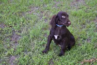 BoJangles, a male Boykin Spaniel for sale in Jacksonville, GA – 5 of 7
