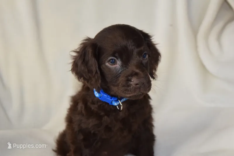 Wrangler – Boykin Spaniel puppy for sale in Jacksonville, GA
