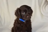 Wrangler, a male Boykin Spaniel for sale in Jacksonville, GA – 1 of 7