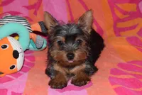 ROSE, a female Yorkshire Terrier for sale in Jacksonville, GA – 1 of 6