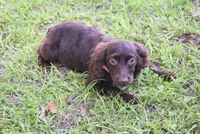 Mystery, a female Boykin Spaniel for sale in Jacksonville, GA – 8 of 9