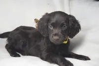 Sunshine, a female Boykin Spaniel for sale in Jacksonville, GA – 3 of 8